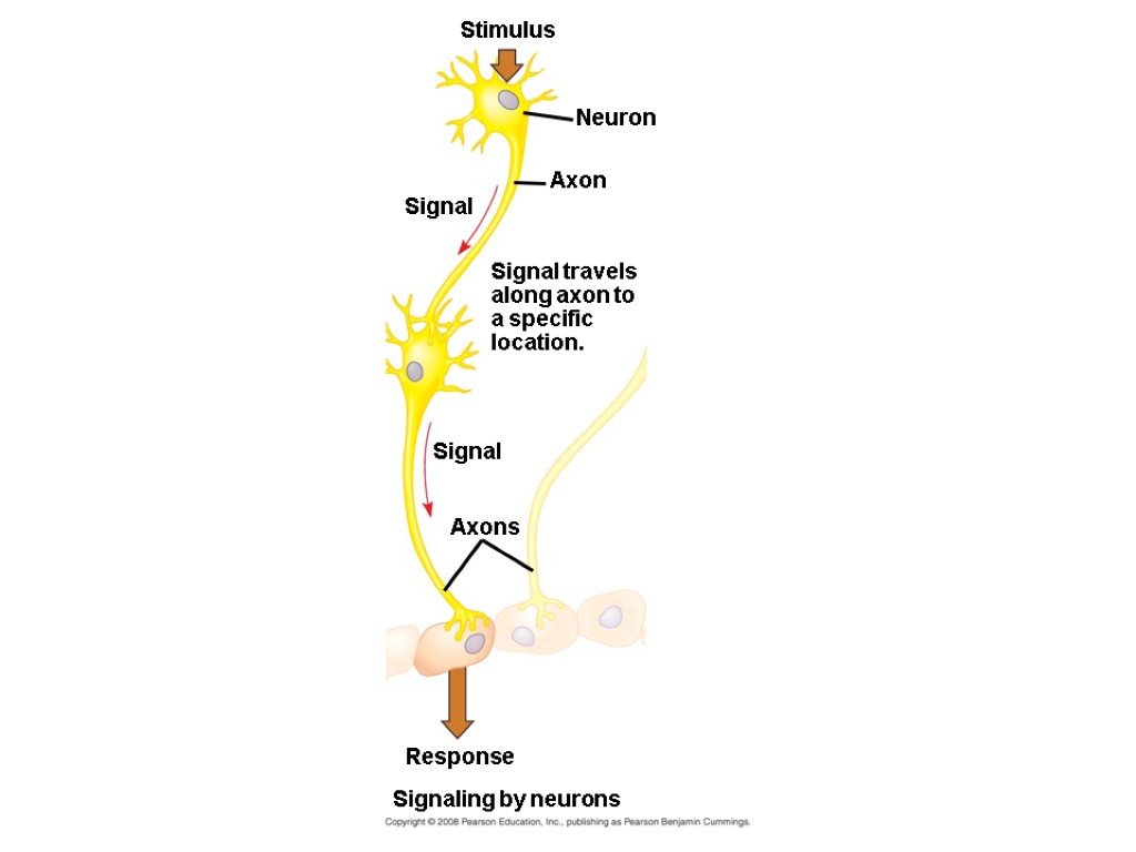 Stimulus Neuron Axon Signal Signal travels along axon to a specific location. Signal Axons